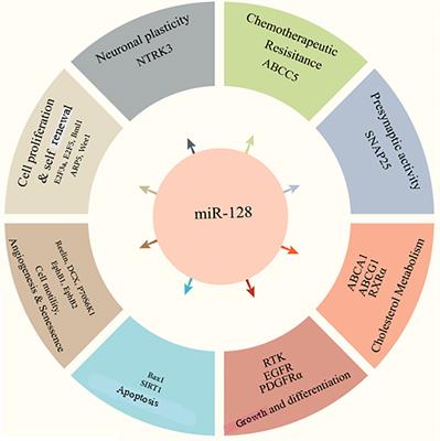 The role of miR-128 in cancer development, prevention, drug resistance, and immunotherapy